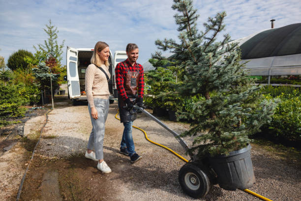 The Steps Involved in Our Tree Care Process in Maysville, NC